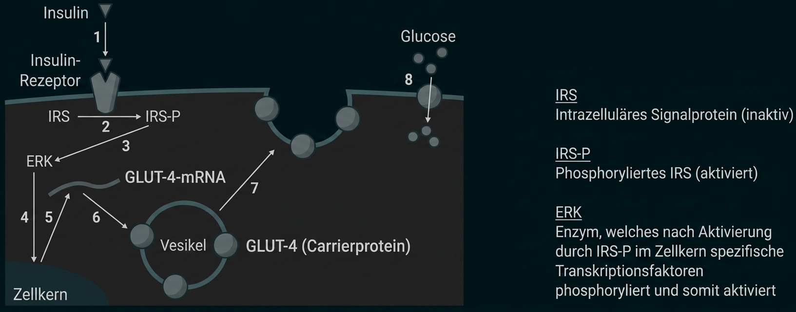 Schematische Darstellung der Insulinwirkung: Aktivierung des Insulinrezeptors und Einbau von GLUT-4 zur Glucoseaufnahme.